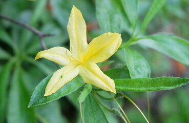 Fototapeta premium Yellow Rhododendron, or Pontic azalea (Rh. Luteum, or Azalea roptica), yellow flower on a branch, macro photo, blurred background