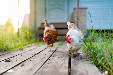 The white chicken walks along the wooden deck in the garden. Look into the camera