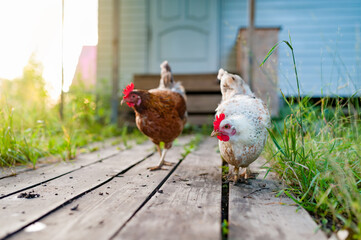The white chicken walks along the wooden deck in the garden. Look into the camera