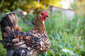 Close up red speckled chicken in the garden in the soft rays of sunset. Look into the camera