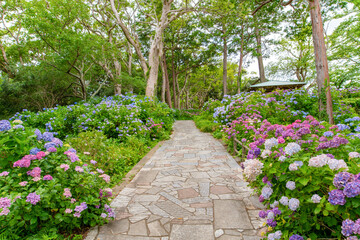 静岡県下田市　下田公園のあじさい