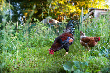 Beautiful cock and his chicken lazily walking on the grass in the garden foraging on the ground