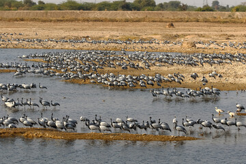 Large flocks of demoiselle cranes also known as grus virgo  at their migrating grounds in Jodhpur Rajasthan India on 22 January 2018