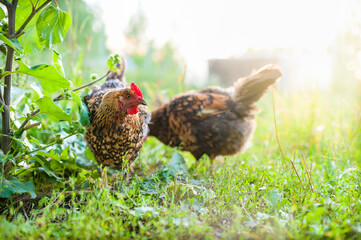 Chicken  is walking on the grass in the garden in the soft rays of sunrise. Looks into the camera. Close up, the hen freely foraging in the grass in the garden