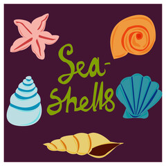 Sea shells of different shapes and colors