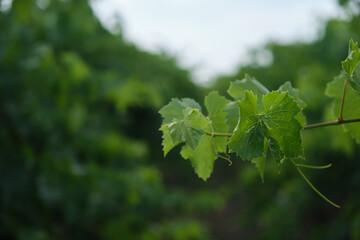Detailed close-up of the natural vine leaves in the vineyard