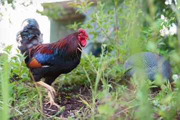Beautiful dark-red cockerel with blue feathers on wings,  lazyily digging in the garden searching of food. Look into the camera