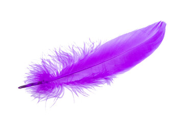 Fluffy bird feather violet color in studio isolated on the white