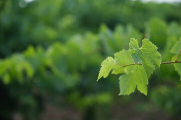 Fototapeta na wymiar Detailed close-up of the natural vine leaves in the vineyard
