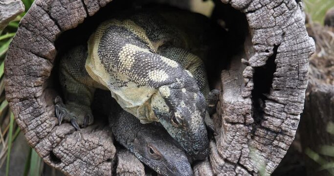 Australian Komodo Dragons in Tree Log
