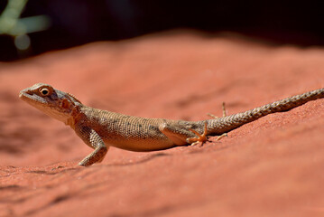 ALGERIAN LIZARD IN THE SAHARA DESERT IN THE TASSILI NATIONAL PARK