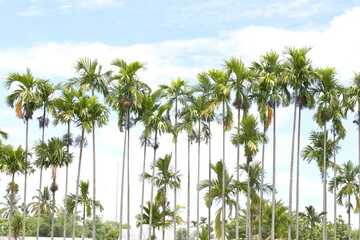 Thailand Areca nut palm bearing areca nuts