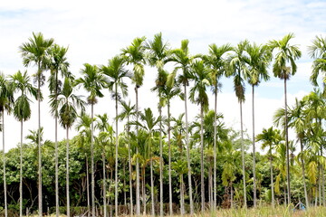 Thailand Areca nut palm bearing areca nuts