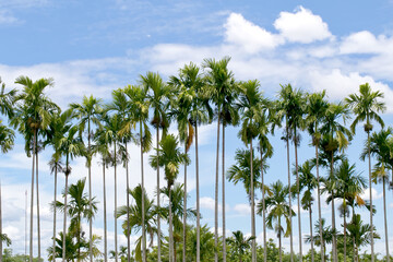 Thailand Areca nut palm bearing areca nuts