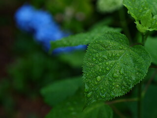 紫陽花の葉っぱと水滴