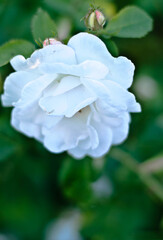 white rose flower, flower, rose, pink, nature, garden, white, plant, green, flowers, summer, spring, bloom, blossom, beauty, flora, floral, petal, roses, leaves, beautiful, petals, leaf, red, love, ma