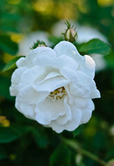 white rose flower, flower, rose, pink, nature, garden, white, plant, green, flowers, summer, spring, bloom, blossom, beauty, flora, floral, petal, roses, leaves, beautiful, petals, leaf, red, love, ma