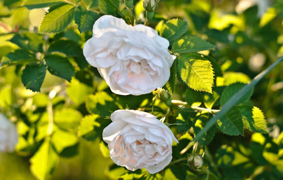 white rose flower, flower, rose, pink, nature, garden, white, plant, green, flowers, summer, spring, bloom, blossom, beauty, flora, floral, petal, roses, leaves, beautiful, petals, leaf, red, love, ma
