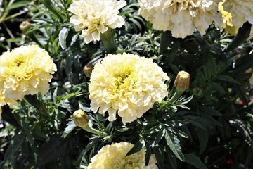 bouquet of chrysanthemums