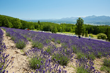 Lavender field shining with violet in June, Furano, Hokkaido, japan