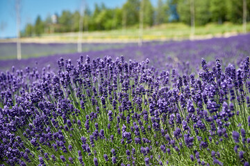 Lavender field shining with violet in June, Furano, Hokkaido, japan