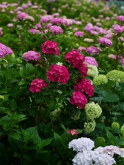 雨の日の紫陽花（服部農園あじさい屋敷）