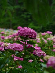 雨の日の紫陽花（服部農園あじさい屋敷）