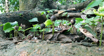 coffee plants green