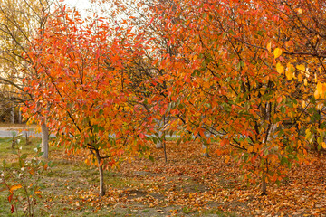 Collection of Beautiful Colorful Autumn Leaves green, yellow, orange, red