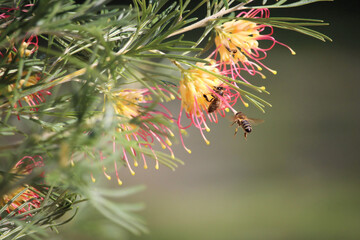 Honey bees collecting nectar and pollen from flowers of Grevillea Flora Mason, South Australia 
