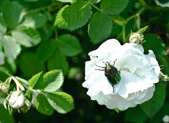 beetle on a flower, bee, flower, insect, nature, spring, macro, pollen, green, honey, blossom, white, plant, flowers, summer, garden, pollination, fly, bloom, animal, nectar, pink, yellow, flora, bug, © Светлана Бычкова