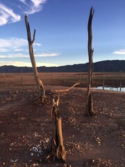 dead tree in Kariba dam