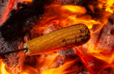 Corn roasted in the bonfire of the festival of sao joao. Traditional delicacy of the June festivities in northeastern Brazil. Food and gastronomy.
