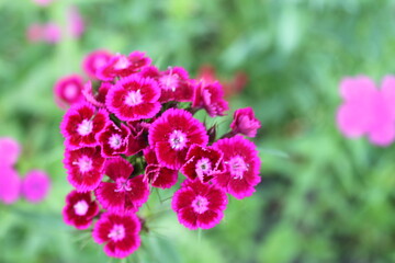 pink and white flowers