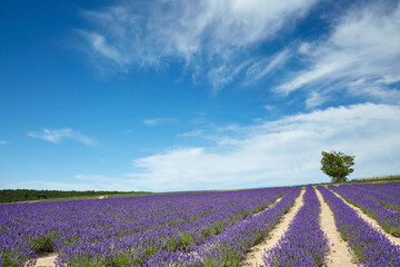 Fototapeta na wymiar Lavender field shining with violet in June, Furano, Hokkaido, japan