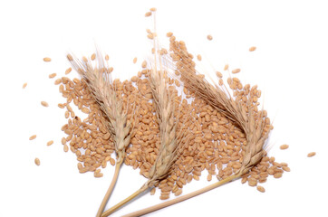 wheat ears isolated on white
