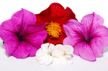 pink and white orchid flowers isolated on whit background.