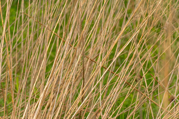 Background of dry grass stalks of brown color