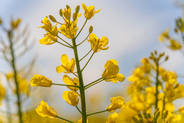 Beautiful rapeseed flowers close-up on a blue sky background with clouds, background.