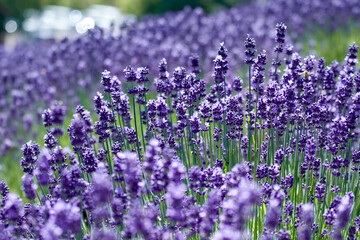 Naklejka premium Lavender field shining with violet in June, Furano, Hokkaido, japan