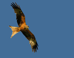 red kites flying with a blue sky background