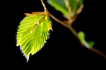fine beech buds with small hairs on the freshly unfolding leaves in the backlight of the early morning sun sprout in spring nature awakens