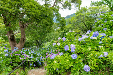 静岡県下田市下田公園のあじさい