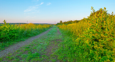 The edge of a sunlit lake at sunrise in an early summer morning below a blue sky