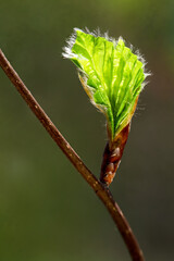 fine beech buds with small hairs on the freshly unfolding leaves in the backlight of the early morning sun sprout in spring nature awakens