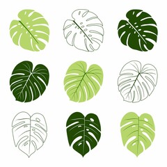 Icons with tropical palm leaves, monstera. Beautiful hand drawn exotic plants. Floral background. Monsters isolated on white background. Monstera leaves, jungle. Silhouette of monstera leaves - obrazy, fototapety, plakaty