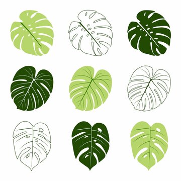 Icons with tropical palm leaves, monstera. Beautiful hand drawn exotic plants. Floral background. Monsters isolated on white background. Monstera leaves, jungle. Silhouette of monstera leaves