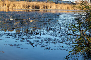Water forest