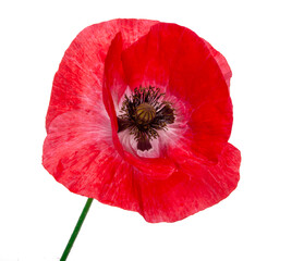 Pretty red poppy flower isolated on the white