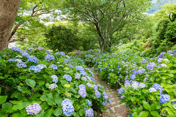 静岡県下田市　下田公園のあじさい